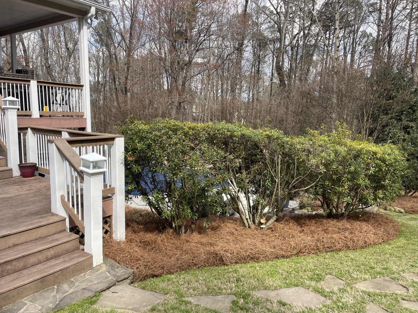 Hedges, pruning and pine straw