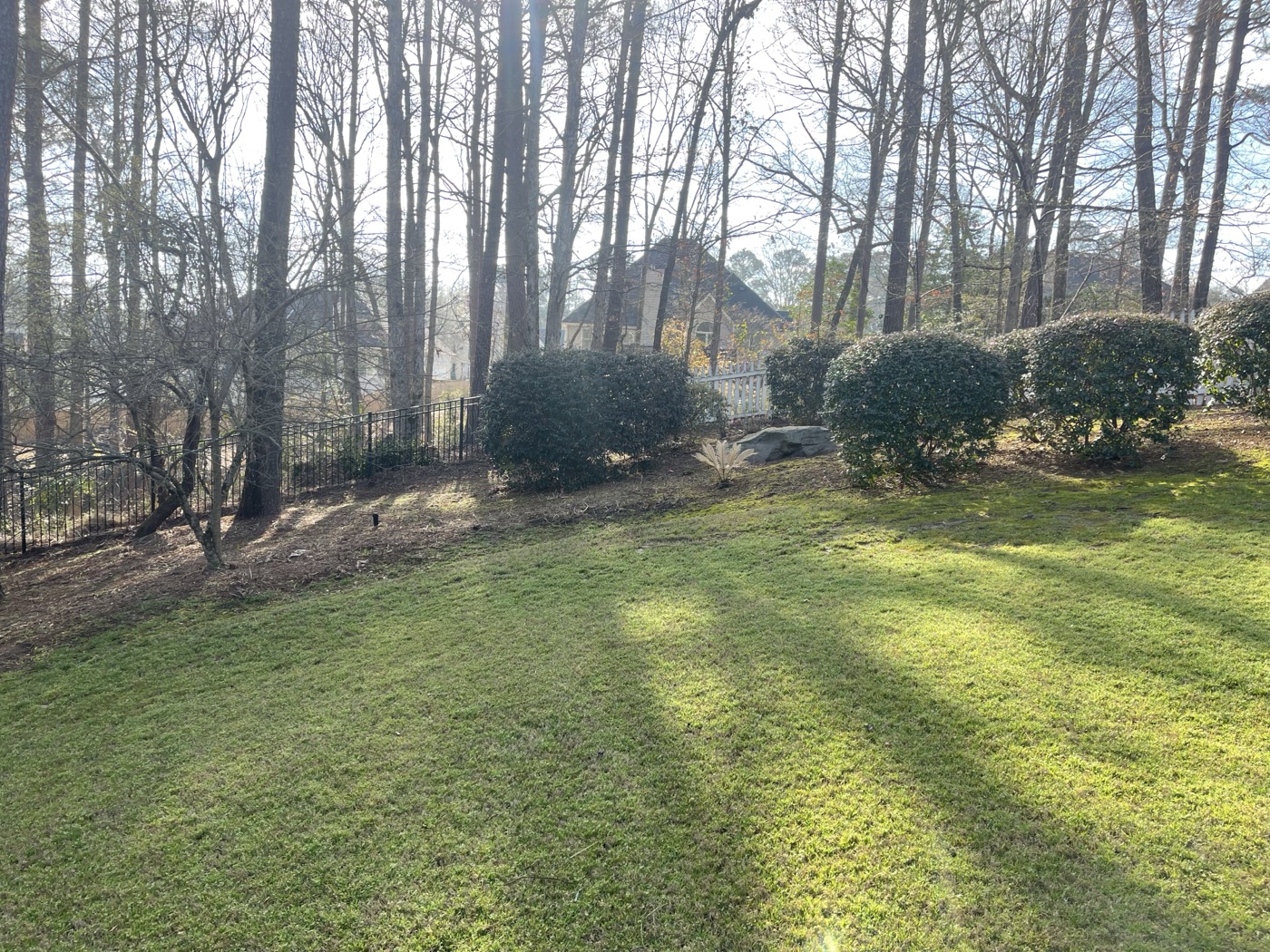 Yard before pine straw coverage