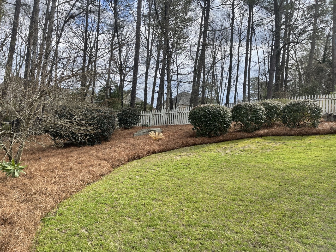 Pine straw yard installation
