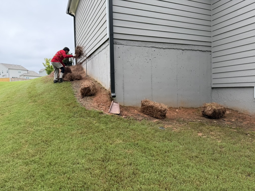 Yard before pine straw coverage