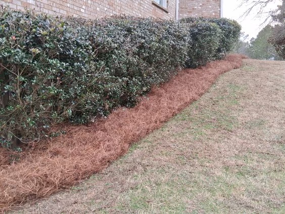 Shrub Pruning