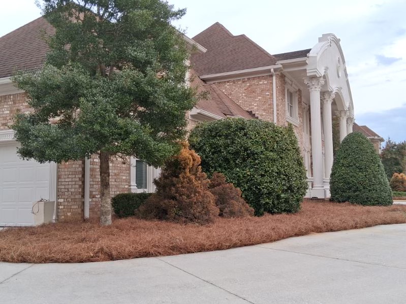 Shrub Pruning