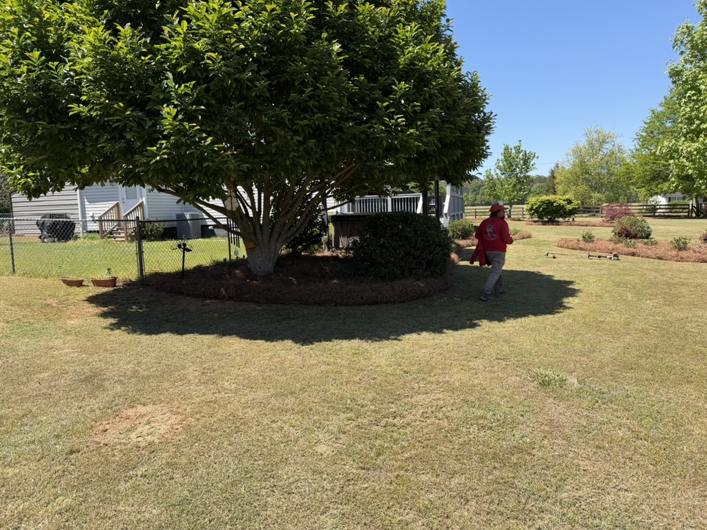 Tree Trimming – After