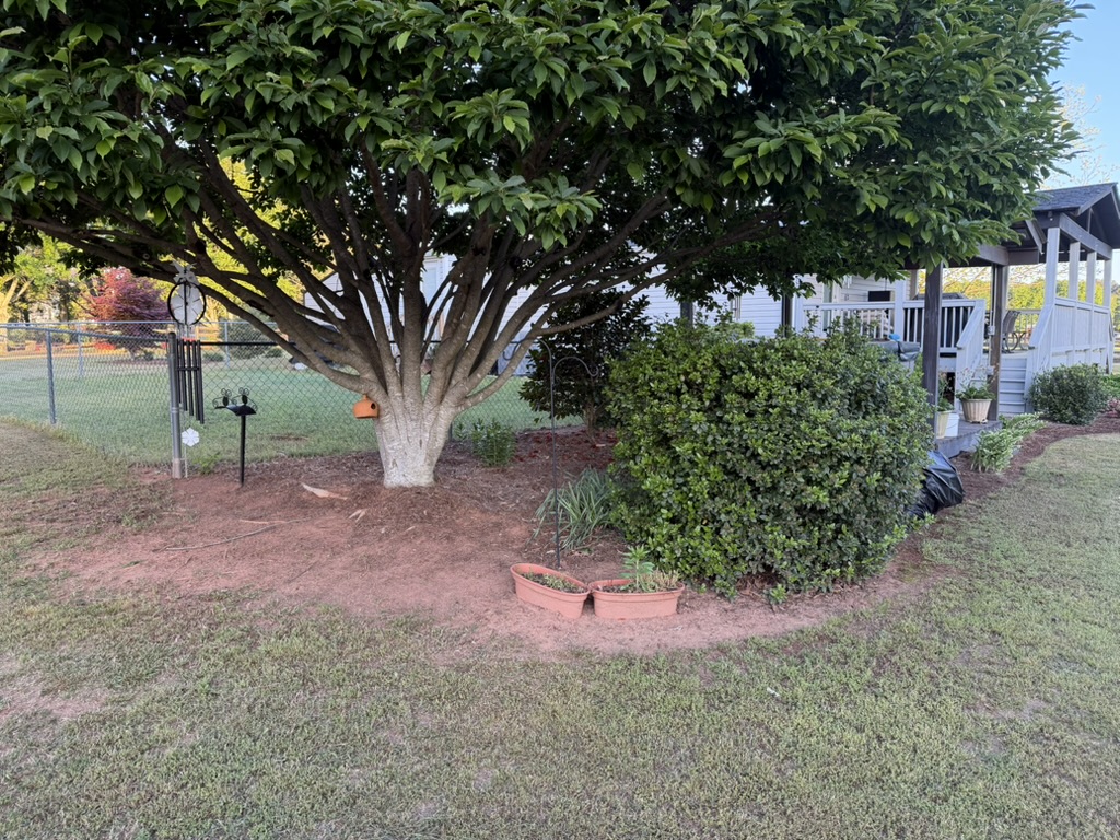 Tree Trimming – Before